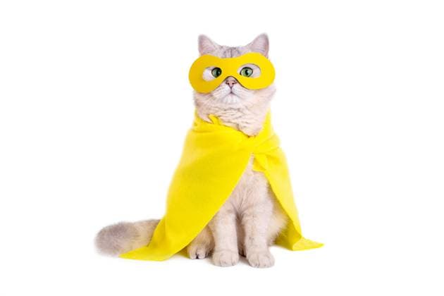 Beautiful white cat in a yellow mask and cape, sits on white background Beautiful white cat in a yellow superhero costume: yellow mask and cape, sitting on a isolated white background. Copy space Copyright: x RECORD DATE NOT STATED