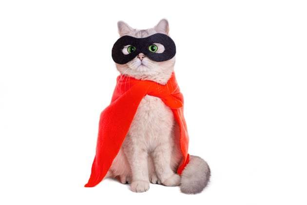 Cute white cat in a black mask and red cape on white blackground Cute white cat with green eyes, in a red cape and black mask, sits on white background, looks away. Copy space Copyright: x RECORD DATE NOT STATED