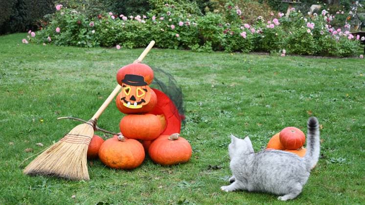 scottish gray kitten next to scarecrow halloween spooky ghost folded of pumpkin scottish gray kitten next to a scarecrow halloween spooky ghost folded of pumpkins in a hat and mask with a broom curious cat looks. High quality photo Copyright: x RECORD DATE NOT STATED