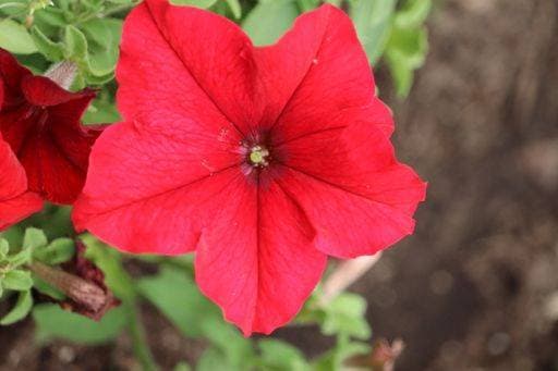 A close-up of a vibrant red Petunia flower surrounded by fresh green leaves 24398524 RECORD DATE NOT STATED