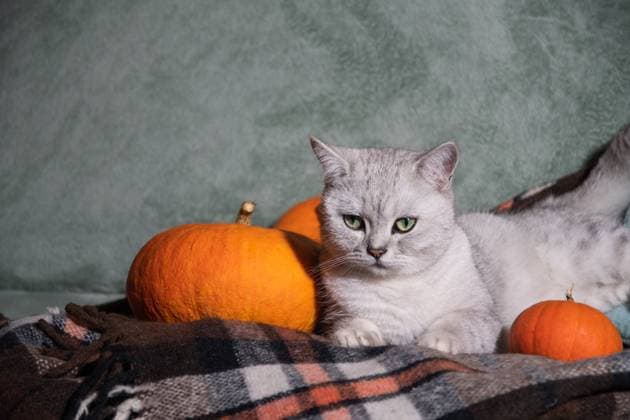 gray Scottish kitten on a plaid blanket on a sofa surrounded by orange pumpkins gray Scottish kitten on a plaid blanket on a sofa surrounded by orange pumpkins, cozy autumn room decor, Cat and pumpkins. High quality photo Copyright: x RECORD DATE NOT STATED