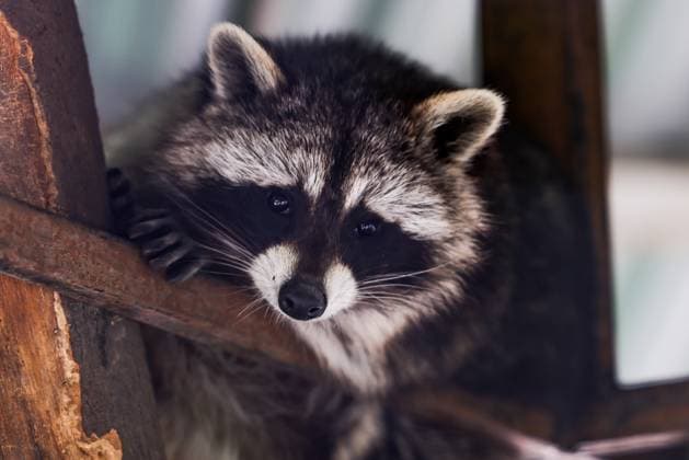 Entertainment Bilder des Tages RUSSIA, KHERSON REGION - MAY 1, 2024: A raccoon is seen at the Askania-Nova biosphere reserve. Alexei Konovalov TASS  69569017