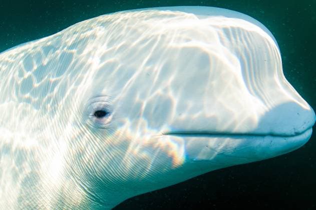 RUSSIA, VLADIVOSTOK - MAY 1, 2024: A beluga whale is seen in Starka Strait between Russky and Popova Islands. 90 beluga whales were released from the whale jail in Srednyaya Bay near the town of Nakhodka in November 2019. Some of them settled in Amur Bay off the Primorye coast. The animals have adapted to the waters of the Sea of Japan unnatural to them and are friendly towards people in water. Yuri Smityuk TASS  69570550