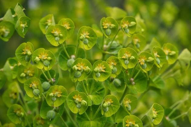 Wolfsmilch *** Spurge
