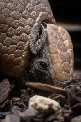 AMSTERDAM ZOO ARTIS ANIMAL Southern three banded armadillo Tolypeutes matacus , also known as La Plata three banded armadillo or Azara s domed armadillo, at Artis zoo in Amsterdam, Holland, 22 September 2022 Tatou a trois bandes du Sud Tolypeutes matacus , aussi appele Quirquincho Bola ou Mataco, au parc Artis zoo a Amsterdam en Hollande aux Pays Bas le 22 septembre 2022 Amsterdam ARTIS zoological park The Netherlands 