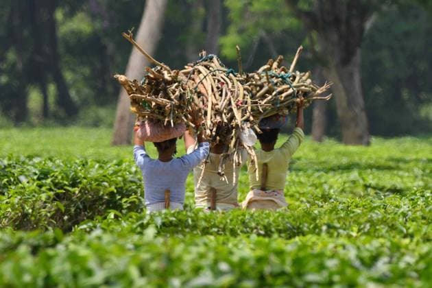 News Themen der Woche KW18 Daily Life In India Women are carrying firewood as they make their way back home at a tea garden in Nagaon District, Assam, India, on May 3, 2024. Nagaon India  Copyright: xAnuwarxHazarikax originalFilename: hazarika-notitle240503_npgGC.jpg