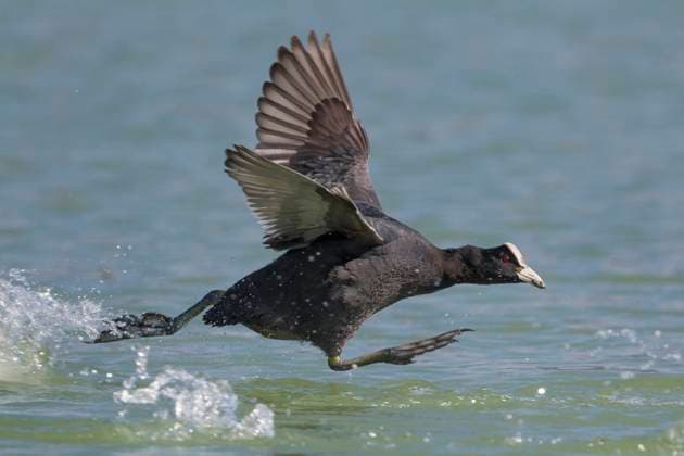 Creative Highlights World Blaesshuhn, Blaess-Huhn, Blesshuhn, Bless-Huhn, Blaessralle, Blaess-Ralle, Blessralle, Bless-Ralle (Fulica atra), rennt uebers Wasser, Seitenansicht, Italien, Toskana black coot (Fulica atra), running over the water, side view, Italy, Tuscany BLWS708891 *** Blaesshuhn, Blaess Chicken, Coot, Bless Chicken, Blaessralle, Blaess Ralle, White rail, Bless Ralle Fulica ATRA , runs via Water, Side view, Italy, Tuscany Black coot Fulica ATRA , RUNNING Over The water, Side view, Italy, Tuscany BLWS708891 Copyright: xblickwinkel AGAMI D.xOcchiatox