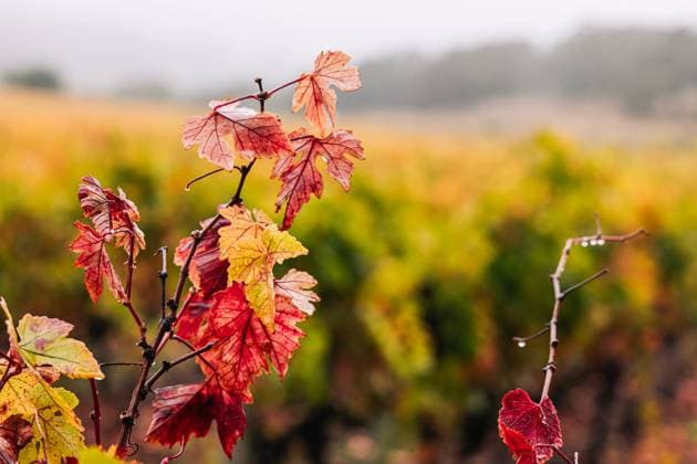 Close-up of red grape leaves in the fall Sonoma, California, United States R_JWMW240427C-1417048-01