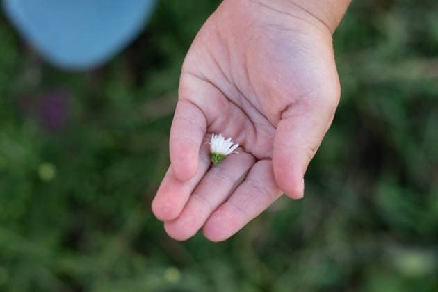 IMAGO Creative: Sommer, Sommertage im Garten Delicate hand cradling a single white flower Lancaster, Pennsylvania, United States R_KJKN240426-1404588-01 ,model released, Symbolfoto
