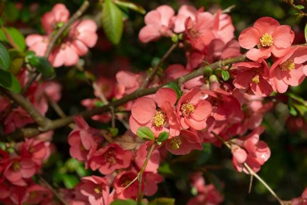 Blüten der Zierquitte (Chaenomeles) im Garten Blüten der Zierquitte (Chaenomeles) im Garten Copyright: xZoonar.com HaraldxBiebelx 21511978