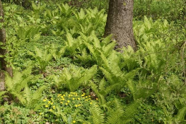 Matteuccia struthiopteris, Straussfarn, ostrich fern Matteuccia struthiopteris, Straussfarn, ostrich fern Copyright: xZoonar.com PeterxHimmelhuberx 21522354