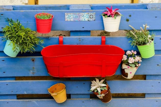 flowers in pots, in Lisbon Capital City of Portugal flowers in pots, beautiful photo digital picture Copyright: xZoonar.com albertoxgiacomazzix 21522407