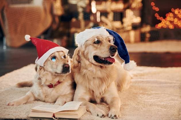 Conception of christmas. Two cute Golden retrievers together at home. Celebrating New year Conception of christmas. Two cute Golden retrievers together at home. Celebrating New year. Copyright: x RECORD DATE NOT STATED