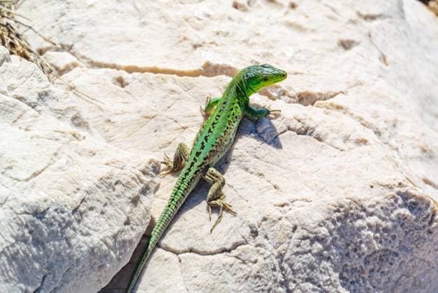 Creative Highlights World silo, croatia, 30 april 2024, male Italian wall lizard or ruin lizard, Podarcis siculus *** silo, kroatien, 30 april 2024, männliche Italienische Mauereidechse oder Ruineneidechse, Podarcis siculus Copyright: xx