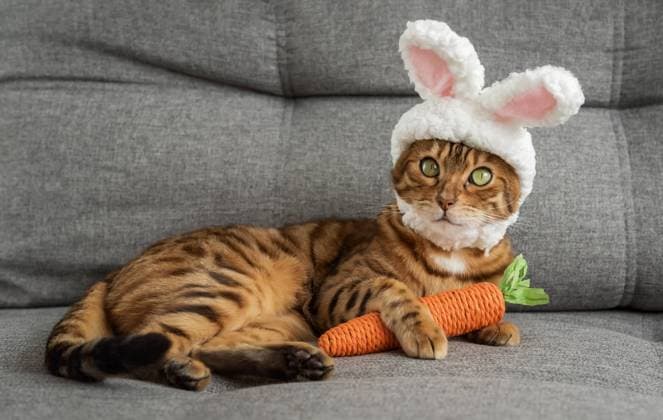 Bengal cat with a carrot toy and a headband with ears on his head. Bengal cat with a carrot toy and a headband with ears on his head. Cat - Easter Bunny. Copyright: xZoonar.com SvetlanaxSultanaevax 21584417