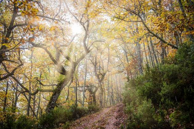 Pardomino Forest Pardomino Forest, Picos de Europa Regional Park, Bonar, Castilla-Leon, Spain Copyright: xZoonar.com Tolox 21603397
