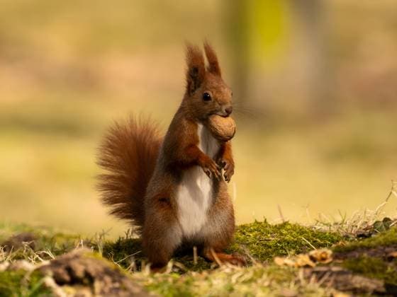 Red squirrel with a nut in its mouth, blurred light background. A delightful Red Squirrel holding a nut in its mouth, the background softly blurred, enhancing the focus on its adorable pose and captivating moment. Copyright: xZoonar.com WeronikaxTyczynskax 21604306