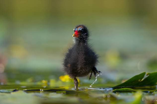 Creative Highlights World Baby common moorhen on the water, beautifully captured water and smudged vegetation in the background. A baby Common Moorhen gracefully glides on the water, with beautifully captured reflections and blurred vegetation in the background. Copyright: xZoonar.com WeronikaxTyczynskax 21604500