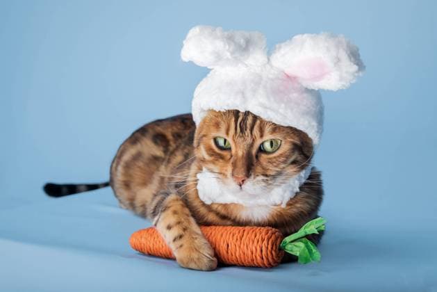 Cute Bengal cat in a bunny costume. Cute Bengal cat in a bunny costume. The cat sits on a blue background wearing a cute hat with bunny ears. Happy Easter concept Copyright: xZoonar.com SvetlanaxSultanaevax 21605339