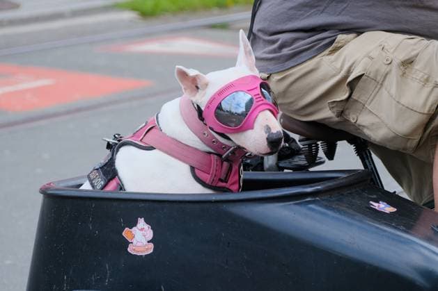 Entertainment Themen der Woche KW18 Entertainment Bilder des Tages Düsseldorf 05.05.2024 Motorrad-Beiwagen Hund Sonnenbrille Schutzbrille Sommeranfang Frühlingswetter Hund gassi gehen Gassigehen lange Leine Hundeleine spazieren gehen Gassi-Gesetz Gassigesetz Hundehalter Tierschutz-Hundeverordnung Bullterrier Bull-Terrier Düsseldorf Nordrhein-Westfalen Deutschland *** Düsseldorf 05 05 2024 motorcycle sidecar dog sunglasses goggles goggles summer beginning spring weather dog walking dog walking long leash dog leash walking dog law dog owner animal welfare dog ordinance bull terrier bull terrier Düsseldorf North Rhine-Westphalia Germany