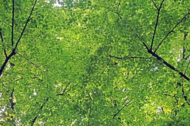 Linden in Deutschland Das Blätterdach einer sehr alten Linde *** Lime trees in Germany The canopy of a very old lime tree