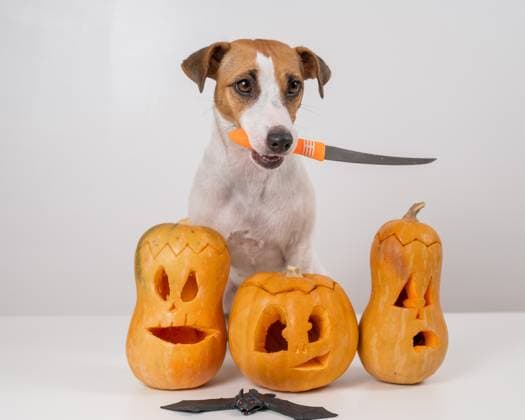 Jack Russell Terrier dog holding a knife next to three jack-o-lanterns on a white background. Jack Russell Terrier dog holding a knife next to three jack-o-lanterns on a white background Copyright: x RECORD DATE NOT STATED