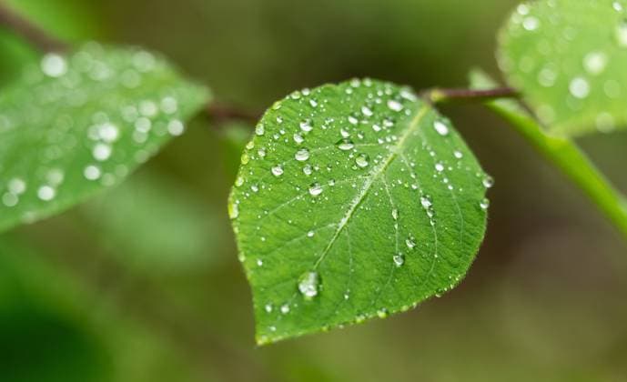 Regentropfen hängen an Blättern eines Strauchs im Schlichemtal bei Epfendorf. Rottweil Baden-Württemberg Deutschland *** Raindrops hanging on the leaves of a shrub in the Schlichemtal near Epfendorf Rottweil Baden Württemberg Germany