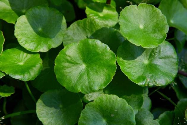 Full frame shot of water pennywort leaf in the vegetable garden Bangkok, Bangkok, Thailand R_GXKV24050174-1421101-01