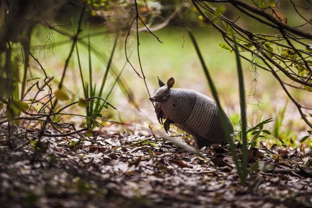 Nine-banded Armadillo Exploring on Big Talbot Island in Florida Jacksonville, Florida, United States CR_VAWG240501C-1418409-01
