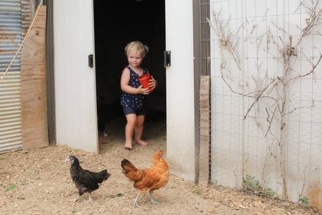 Creative Highlights Symbolbilder Child with pail feeding chickens in rustic coop Oak Ridge, Missouri, United States CR_WEKW240501-1419623-01 ,model released, Symbolfoto