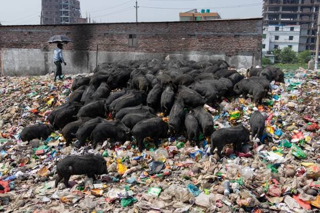 Bilder des Jahres 2024, News 05 Mai News Themen der Woche KW19 News Bilder des Tages May 7, 2024, Narayanganj, Dhaka, Bangladesh: The practice of rearing pigs in a garbage dump in Narayanganj, Bangladesh where they are mainly fed dirt from garbage piles, is a concerning and unhygienic method of pig farming. To reduce feed consumption, pigs are mainly fed dirt in garbage piles. These pigs are usually raised to meet the demand for meat. Feeding pigs with such materials can pose various risks to both the animals and consumers. Pigs are omnivores, and their diet significantly impacts the quality of the meat produced. Besides, improper disposal of waste, along with the potential spread of diseases from the pigs, can harm the surrounding ecosystem. Narayanganj Bangladesh - ZUMAs231 20240507_zip_s231_002 Copyright: xJoyxSahax