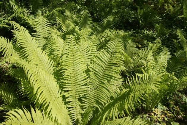 Matteuccia struthioptheris, Straussfarn, ostrich fern Matteuccia struthioptheris, Straussfarn, ostrich fern Copyright: xZoonar.com PeterxHimmelhuberx 21615365