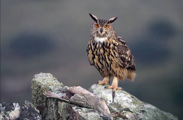 Creative Highlights World Uhu, Europaeischer Uhu (Bubo bubo), sitzt auf einem Baumstumpf, Spanien northern eagle owl (Bubo bubo), sitting on a tree stub, Spain BLWS709239 *** Eagle owl, european Uhu Bubo Bubo , sits at a Tree stump, Spain Northern Eagle OWL Bubo Bubo , Sitting ON a Tree stub, Spain BLWS709239 Copyright: xblickwinkel AGAMI D.xLopezxVelascox