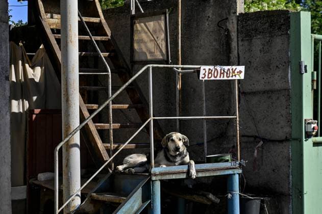 News Themen der Woche KW19 ZAPORIZHZHIA, UKRAINE - MAY 8, 2024 - A dog rests on the landing of a flight of stairs at a garage cooperative after the nighttime massive Russian missile and drone attack, Zaporizhzhia, southeastern Ukraine. Zaporizhzhia after nighttime massive Russian attack  Copyright: xDmytroxSmolienkox