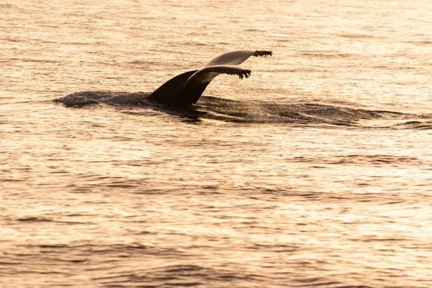 Creative Highlights World Whale tail at sunset in the ocean near Monterey Bay! Monterey, California, United States R_OCZQ2405077F-1420200-01