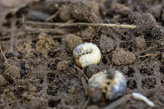 Wesel: Maikäfer im Diersfordter Wald ** NUR FÜR REDAKTIONELLE ZWECKE ** EDITORIAL USE ONLY **<p>Engerlinge (Maikäferlarven) aus einer Bodenprobe am Dienstag, 7. Mai 2024 im Diersfordter Wald in Wesel. Wesel Copyright: KarlxBanski *** Wesel cockchafer in Diersfordter Wald FOR EDITORIAL PURPOSES ONLY p Cockchafer larvae from a soil sample on Tuesday, May 7, 2024 in Diersfordter Wald in Wesel Wesel Copyright KarlxBanski Copyright: KarlxBanski doc7vcmtl6ek7tws150p3s ,EDITORIAL USE ONLY