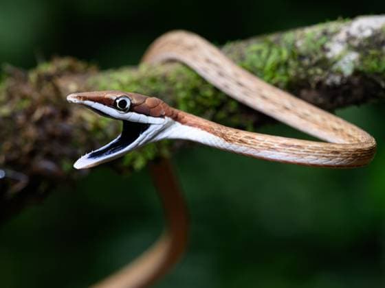 Creative Highlights World Brown Vine Snake, Costa Rica, Central America Copyright: JanettexHill 1185-528
