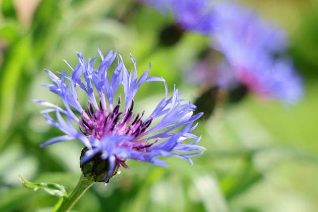 Natur 09.05.2024, Ostramondra, blaue Blueten Bergflockenblume (Centaurea montana) *** Nature 09 05 2024, Ostramondra, blue blossoms mountain knapweed Centaurea montana