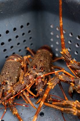 Alive lobsters on a box on a fishing boat Vertical close-up of alive lobsters on a box on a fishing boat Model Released MiguelSerrano_ID21434_630613_013 Copyright: xx