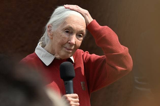 Biologist and conservationist Jane Goodall christens baby lowland gorilla, born on April 12 as the second gorilla cub born in Prague Zoo this year, Czech Republic, May 11, 2024. (CTKxPhoto MichaelaxRihova) CTKPhotoP2024051102382  CTKPhotoP2024051102382
