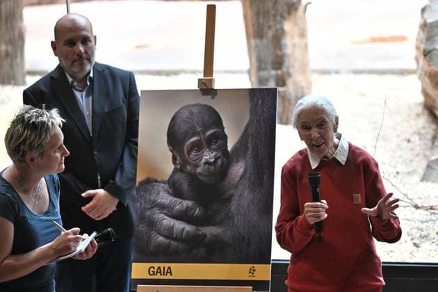 Biologist and conservationist Jane Goodall (right) christens baby lowland gorilla, born on April 12 as the second gorilla cub born in Prague Zoo this year, Czech Republic, May 11, 2024. At left (back) is Miroslav Bobek, director of Prague ZOO. (CTKxPhoto MichaelaxRihova) CTKPhotoP2024051102628  CTKPhotoP2024051102628