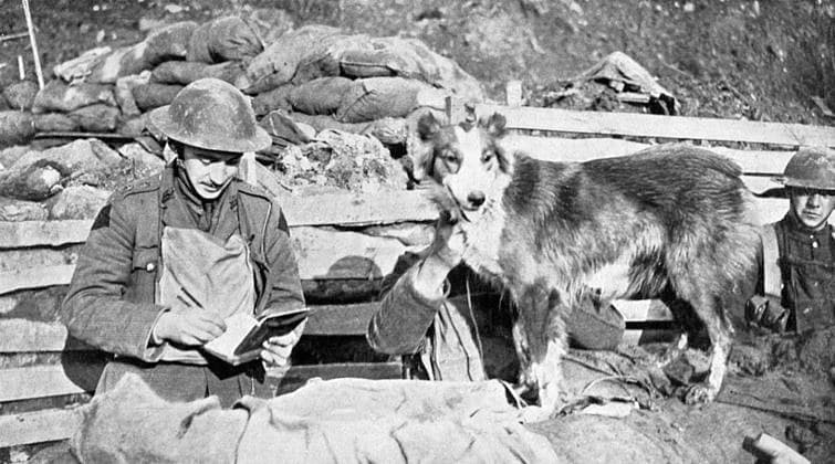 RECORD DATE NOT STATED British messenger dog, WW1 Messenger dog, Nell. This dog worked with the British Army throughout the war, delivering messages between trenches and headquarters and moving swiftly across swathes of land often under heavy shell fire and saved scores of lives in the process. Date: 1914-18  Copyright: Copyrightx(c)Geminix2023.xCredit:xGemini 10795556