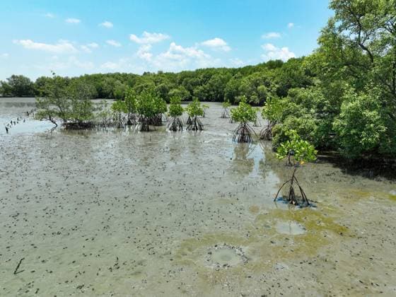 Creative Highlights World Green mangrove forest and mudflat at the coast. Mangrove ecosystem. Natural carbon sinks. Mangroves capture CO2 from atmosphere. Blue carbon ecosystems. Mangroves absorb carbon dioxide emissions. Copyright: x RECORD DATE NOT STATED