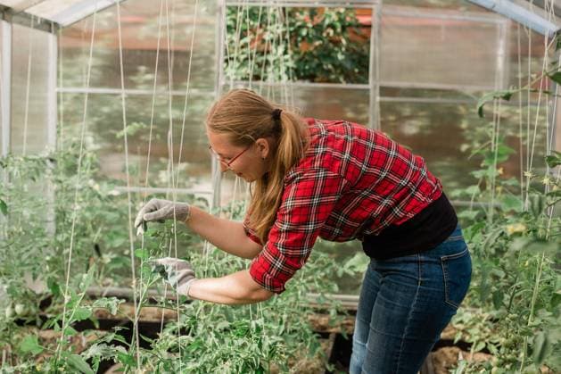 IMAGO Creative: Garten, Anbau im Gewächshaus Happy gardener woman in gloves and care tomatoes in greenhouse. Gardening and floriculture. Garden care Happy gardener women in gloves and care tomatoes in . Gardening and floriculture. Copyright: x RECORD DATE NOT STATED