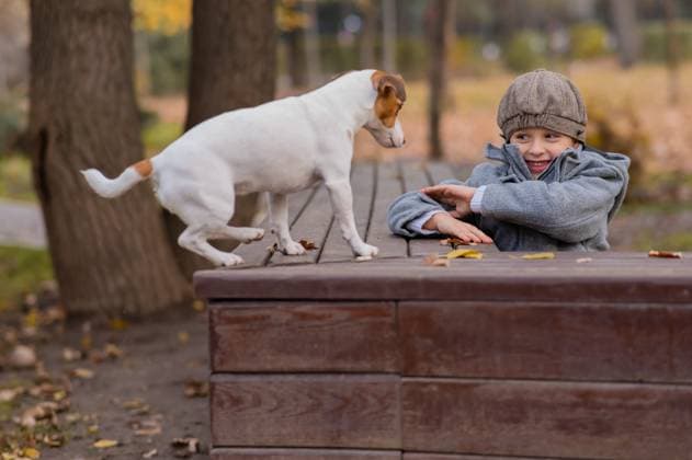 IMAGO Creative, Jahreszeit Herbst, Ferien Jack Russell Terrier dog sits on a bench for a walk with a boy in an autumn park. Jack Russell Terrier dog sits on a bench for a walk with a boy in an autumn park Copyright: x RECORD DATE NOT STATED