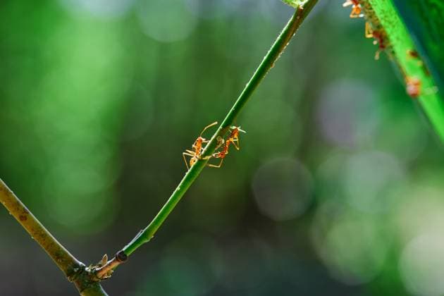 Creative Highlights World Close-up of weaver ants climbing on branch Phiman, Satun, Thailand R_GXKV240510-1430937-01
