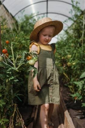 IMAGO Creative: Garten, Anbau im Gewächshaus A little girl in a straw hat is picking tomatoes in a greenhouse. Harvest concept. A little girl in a straw hat is picking tomatoes in a greenhouse. Harvest concept. Watering plants with water, caring for tomatoes. Copyright: x