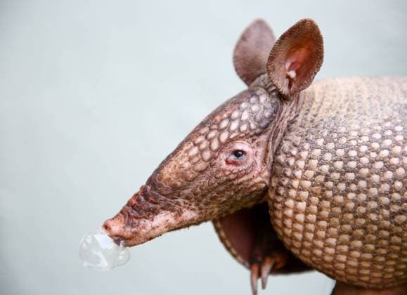 May 14, 2024, Trinity, Florida, USA: An armadillo, captured by wildlife trapper Josh Holmberg, with Pro Wildlife Removal, of Trinity, is transferred to a container at HolmbergÃ¢â‚¬â ¢s home on Tuesday, May 14, 2024, in Trinity. Trinity USA - ZUMAs70_ 20240514_zan_s70_010 Copyright: xDouglasxR.xCliffordx