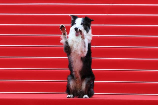May 14, 2024, Cannes, Cote D azur, France: MESSI THE DOG known for his role as Snoop in the 2023 film Anatomy of a Fall attend the Opening Ceremony & The Second Act screening at the 77th Annual Cannes Film Festival at Palais des Festivals in Cannes, France Cannes France - ZUMAc179 20240514_zep_c179_193 Copyright: xMickaelxChavetx
