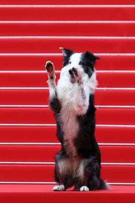 May 14, 2024, Cannes, Cote D azur, France: MESSI THE DOG known for his role as Snoop in the 2023 film Anatomy of a Fall attend the Opening Ceremony & The Second Act screening at the 77th Annual Cannes Film Festival at Palais des Festivals in Cannes, France Cannes France - ZUMAc179 20240514_zep_c179_195 Copyright: xMickaelxChavetx